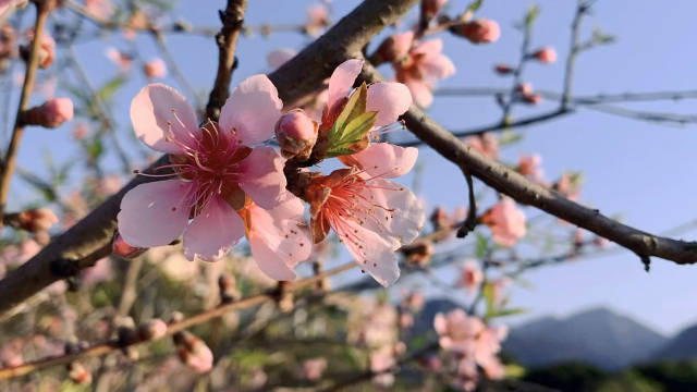 一年之计在于春一日之计在于晨第1张-揣书百科