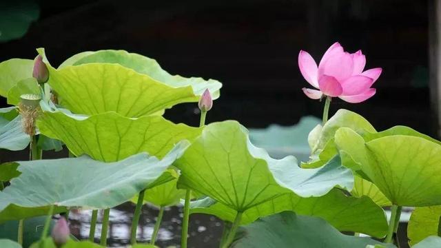 风雨后的荷塘晨色更加妩媚第1张-揣书百科